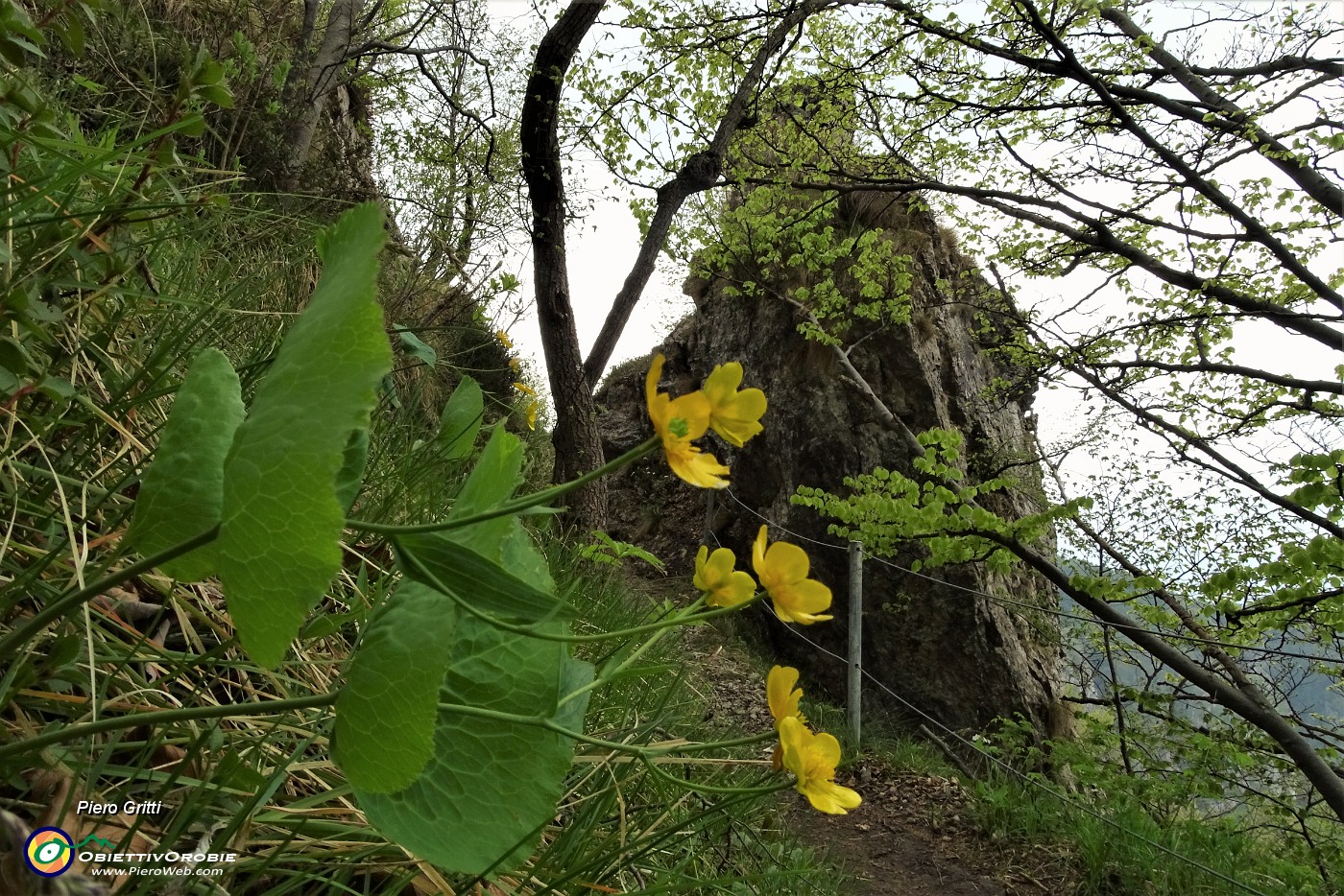 61 Bei fiori di Ranuncolo erba tora (Ranunculus Thora).JPG